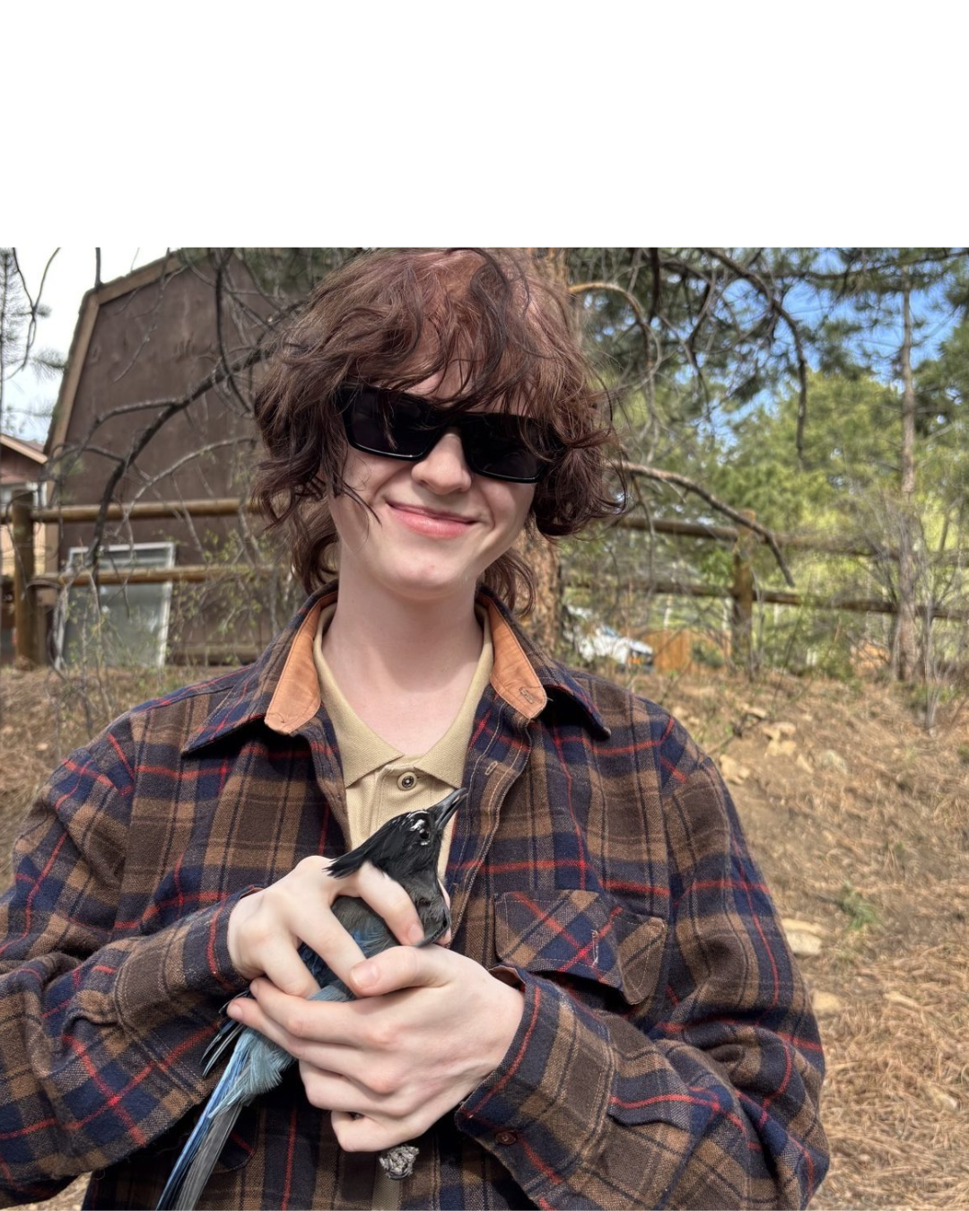 A smiling young person with wavy reddish-brown hair and sunglasses, wearing a brown plaid flannel shirt, gently holds a Steller's Jay with deep blue and black plumage. They stand outdoors in front of a wooden fence with pine trees and a clear blue sky behind them.
