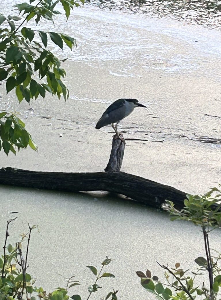 A Black-crowned Night Heron with a black crown and back, pale gray underparts, and a stocky build perches on a fallen log rising out of still, algae-covered water. Green leaves frame the edges of the image.