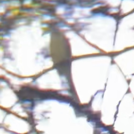 An extremely blurry picture of a yellow-billed cuckoo. The white belly, yellow beak, and dark tail are visible, but all other details are obscured. The image is crossed with various branches, and the cuckoo sits on one of them.