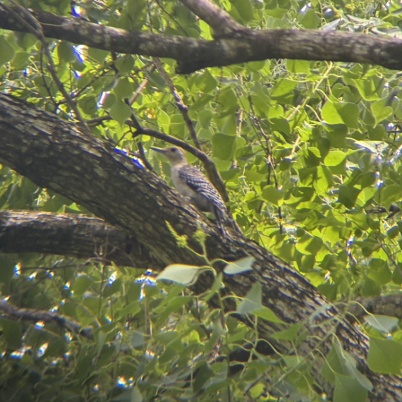 A juvenile red-bellied woodpecker sits diagonally on a branch. It has a pale brown head and belly, and dark wings with white spots.