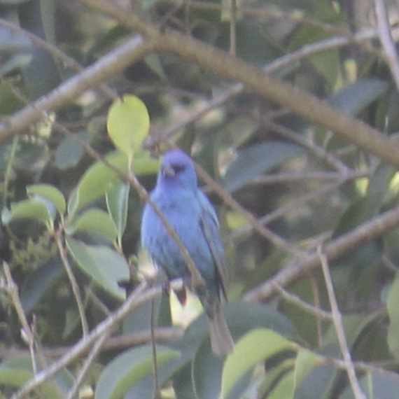 An Indigo Bunting sits in a bush. It is a vibrant blue with a dark grey wing, and it faces directly at the camera so one eye and the front view of its beak are visible.
