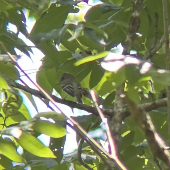 An Acadian Flycatcher perches on a tree branch, with dense canopy in the background. It is a dark brown-green color with a white stripe on its wing, and a small crest on the top of its head.