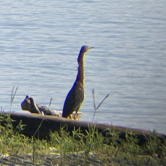 A Green Heron stands in front of a lake. It has a yellow beak, a brown neck, and a green back.