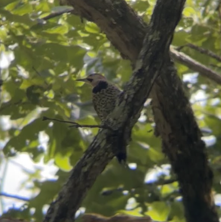 A Northern Flicker perches on a branch. It is tan with a small spot of red on the top of its head, a black band on its neck, and black spots on the rest of its body.