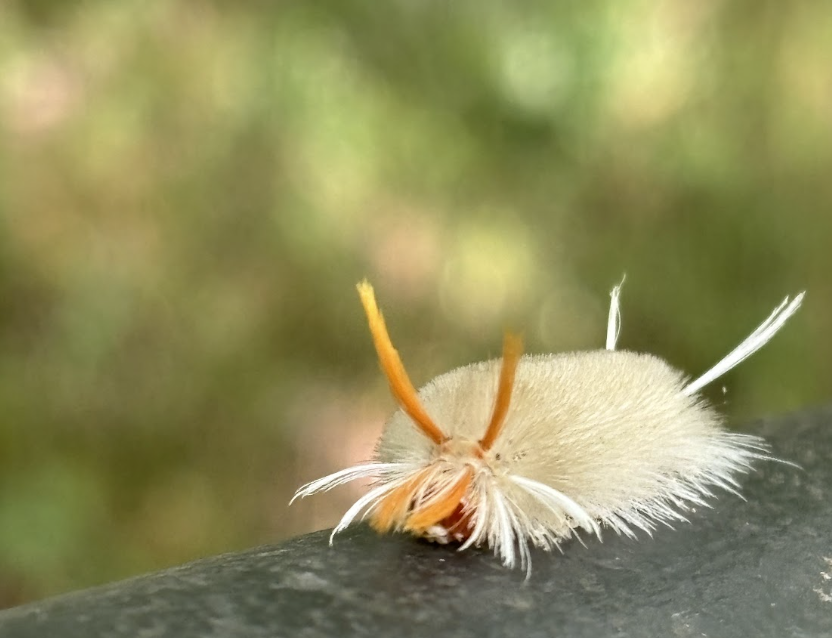 A white, fuzzy Sycamore Tussock Moth caterpillar with orange antennae sits on a black railing.