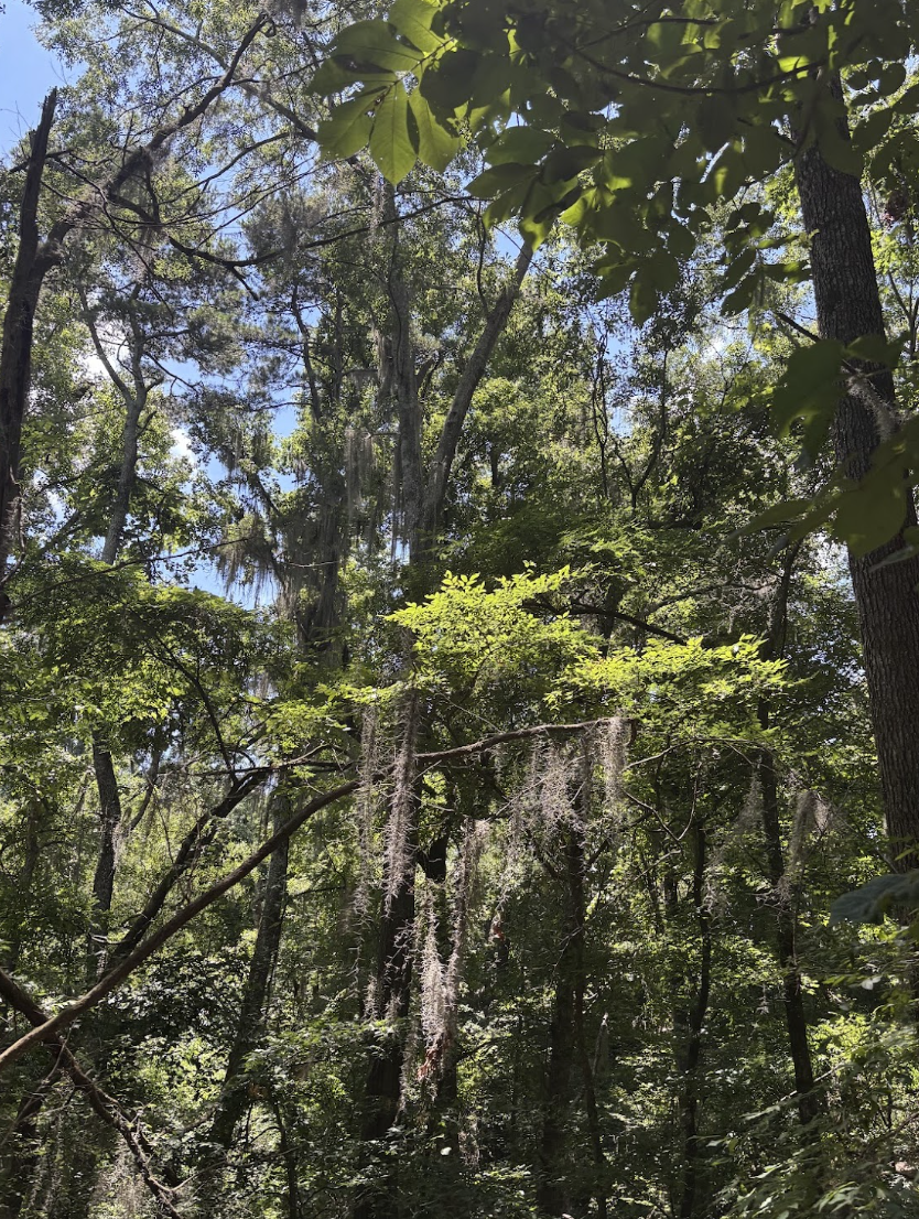 The view from Chautauqua Treetop Trail, showing a dense forest of deciduous trees with Spanish moss on them and blue sky in the background.