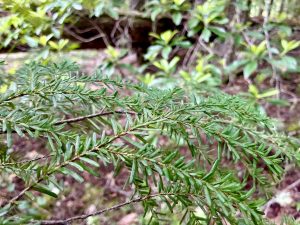 Tree Branch