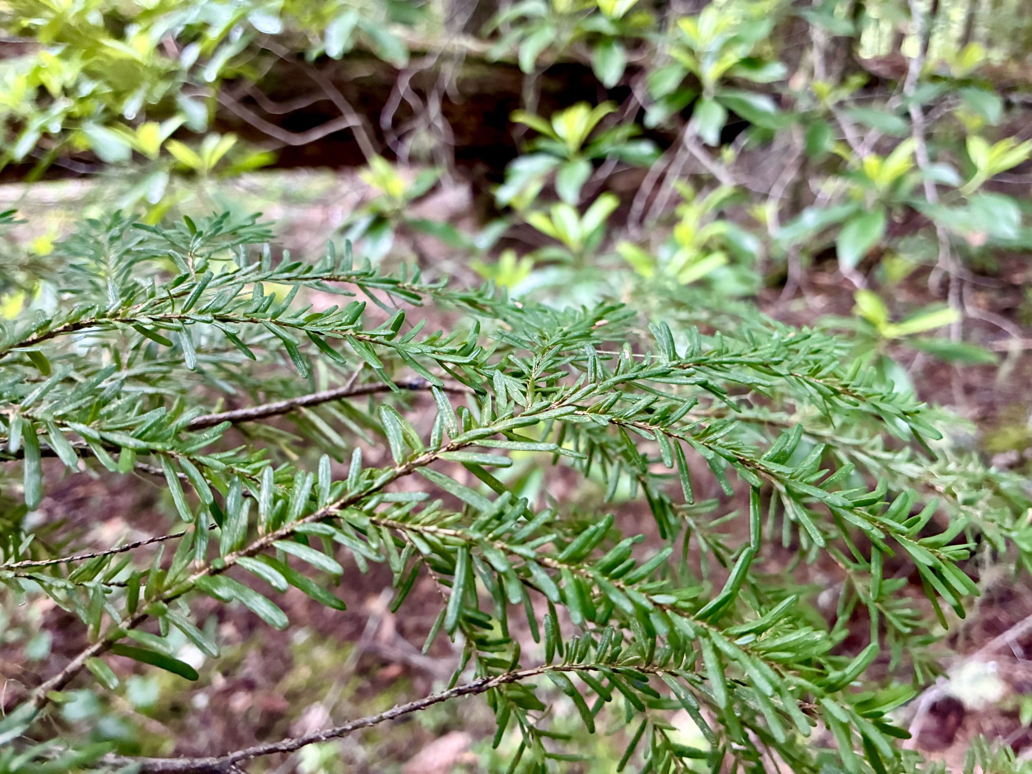 Tree Branch