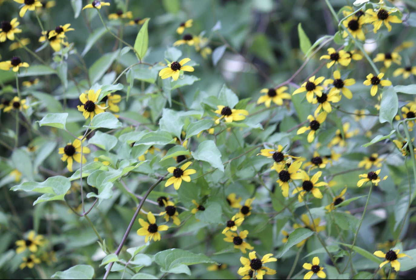 An image of small yellow flowers with black centers, with lots of leaves in the background.