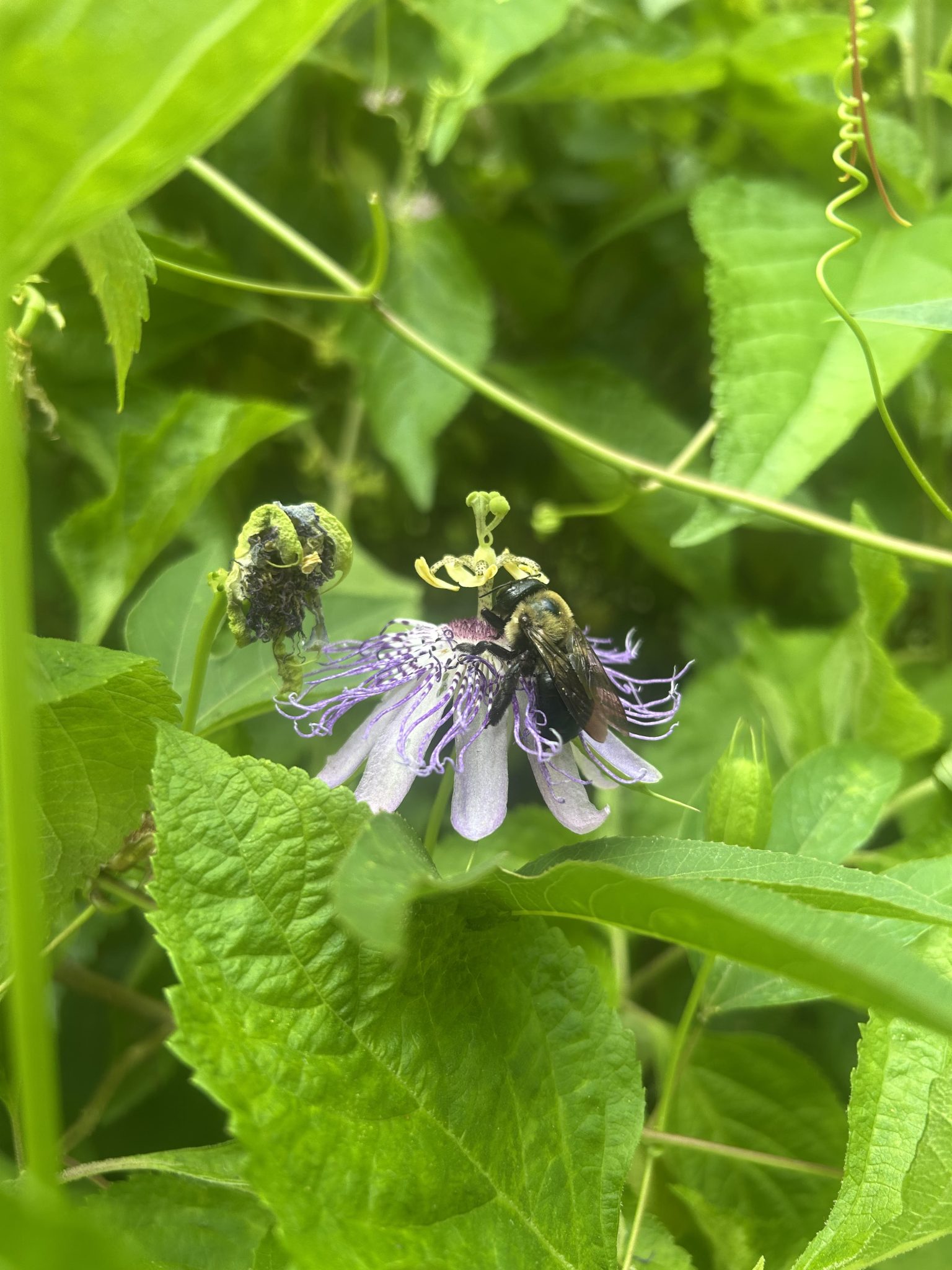 Bee on purple flower.