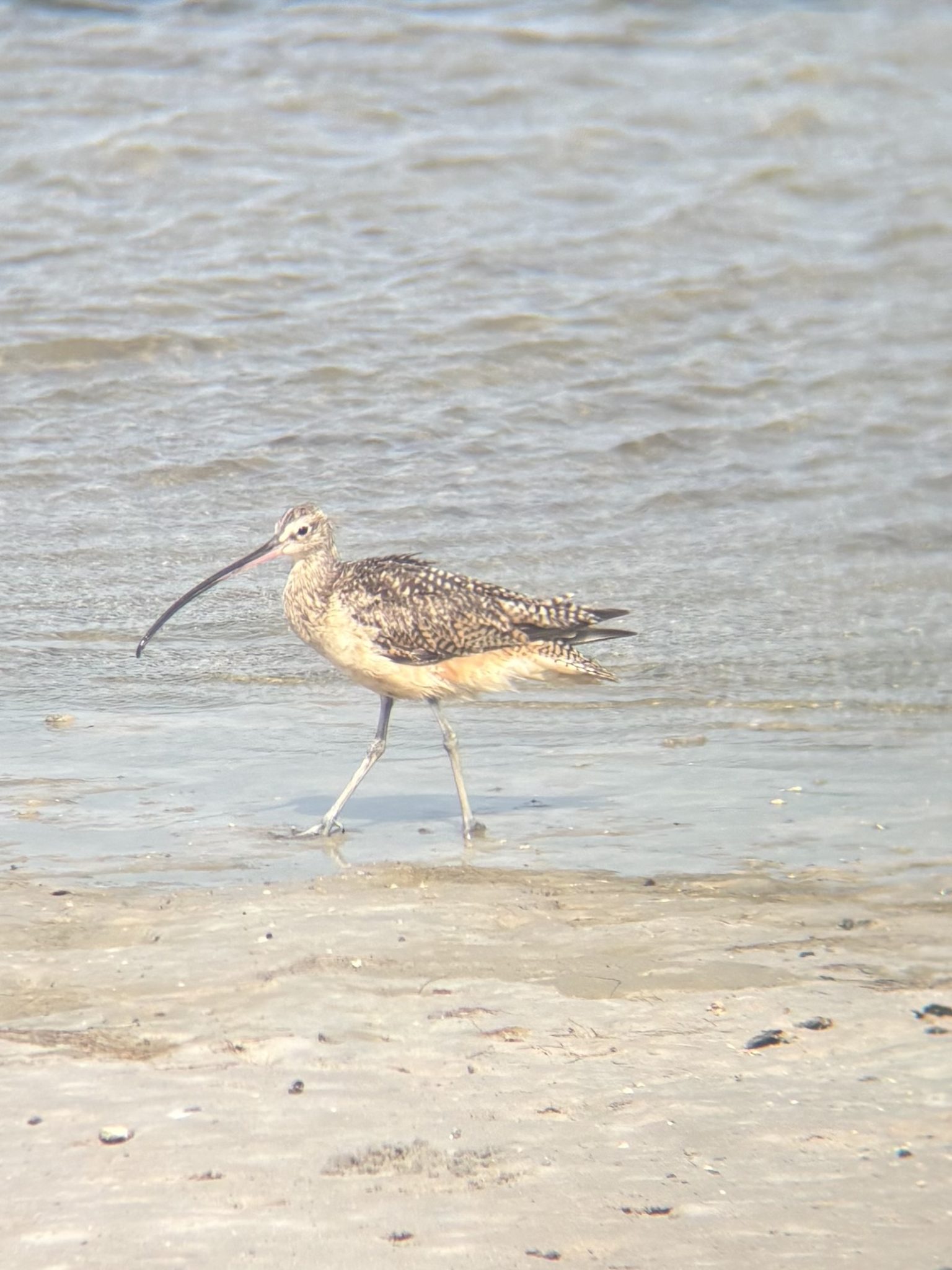 Photo of Long Billed Curlew after probing the sand on the Laguna Madre.