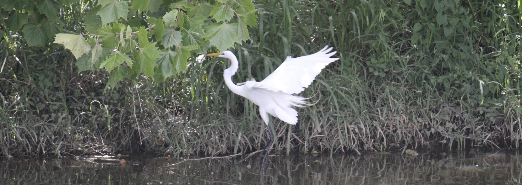 A Great Egret landing in a lake with its wings open.