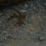 DSCF0326